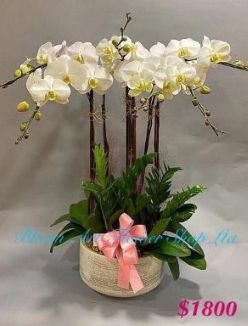 Orchid Phalaenopsis Gift Set - CODE 11800